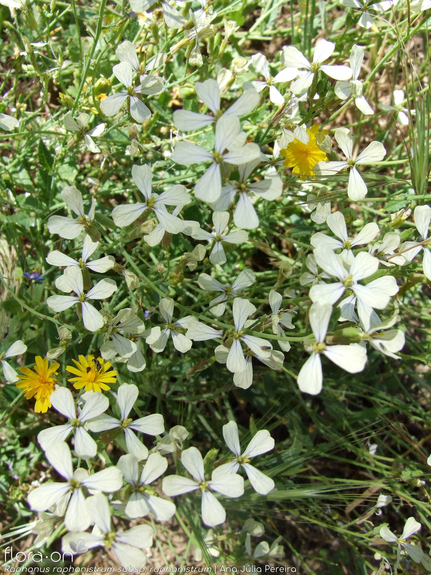 Raphanus raphanistrum raphanistrum - Flor (geral) | Ana Júlia Pereira; CC BY-NC 4.0