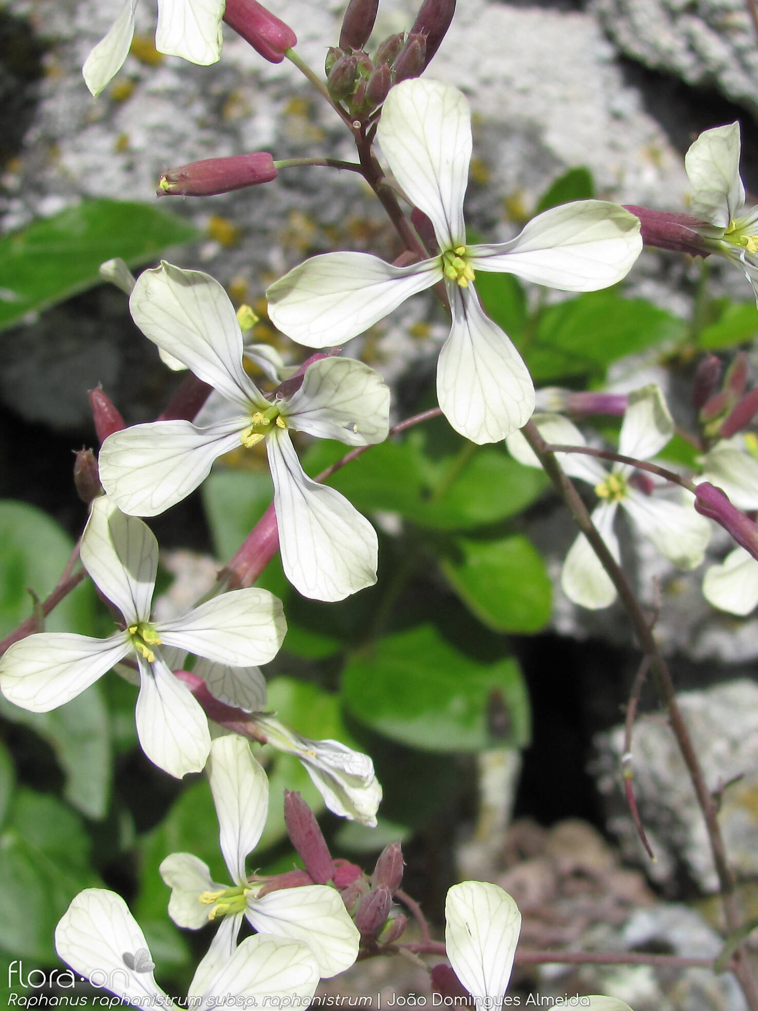 Raphanus raphanistrum raphanistrum - Flor (geral) | João Domingues Almeida; CC BY-NC 4.0