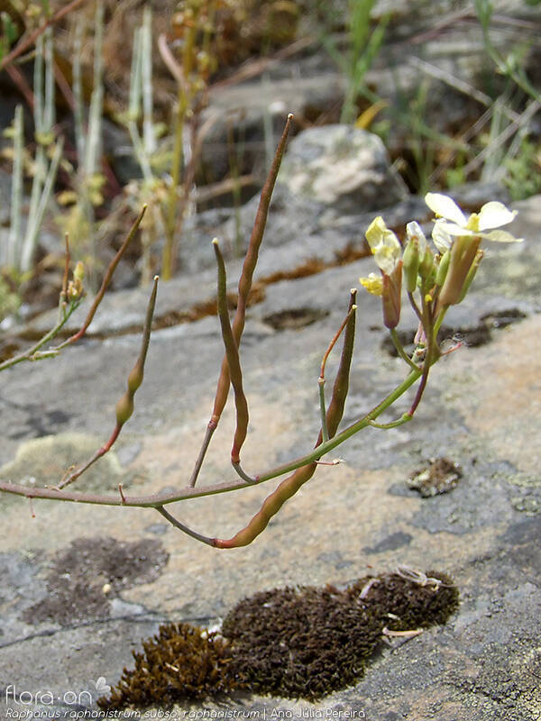 Raphanus raphanistrum raphanistrum - Fruto | Ana Júlia Pereira; CC BY-NC 4.0
