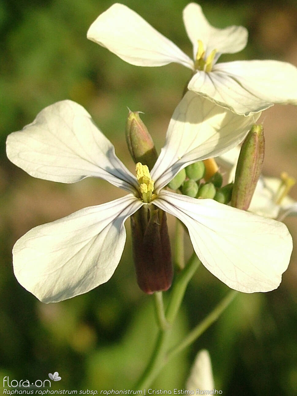 Raphanus raphanistrum raphanistrum - Flor (close-up) | Cristina Estima Ramalho; CC BY-NC 4.0