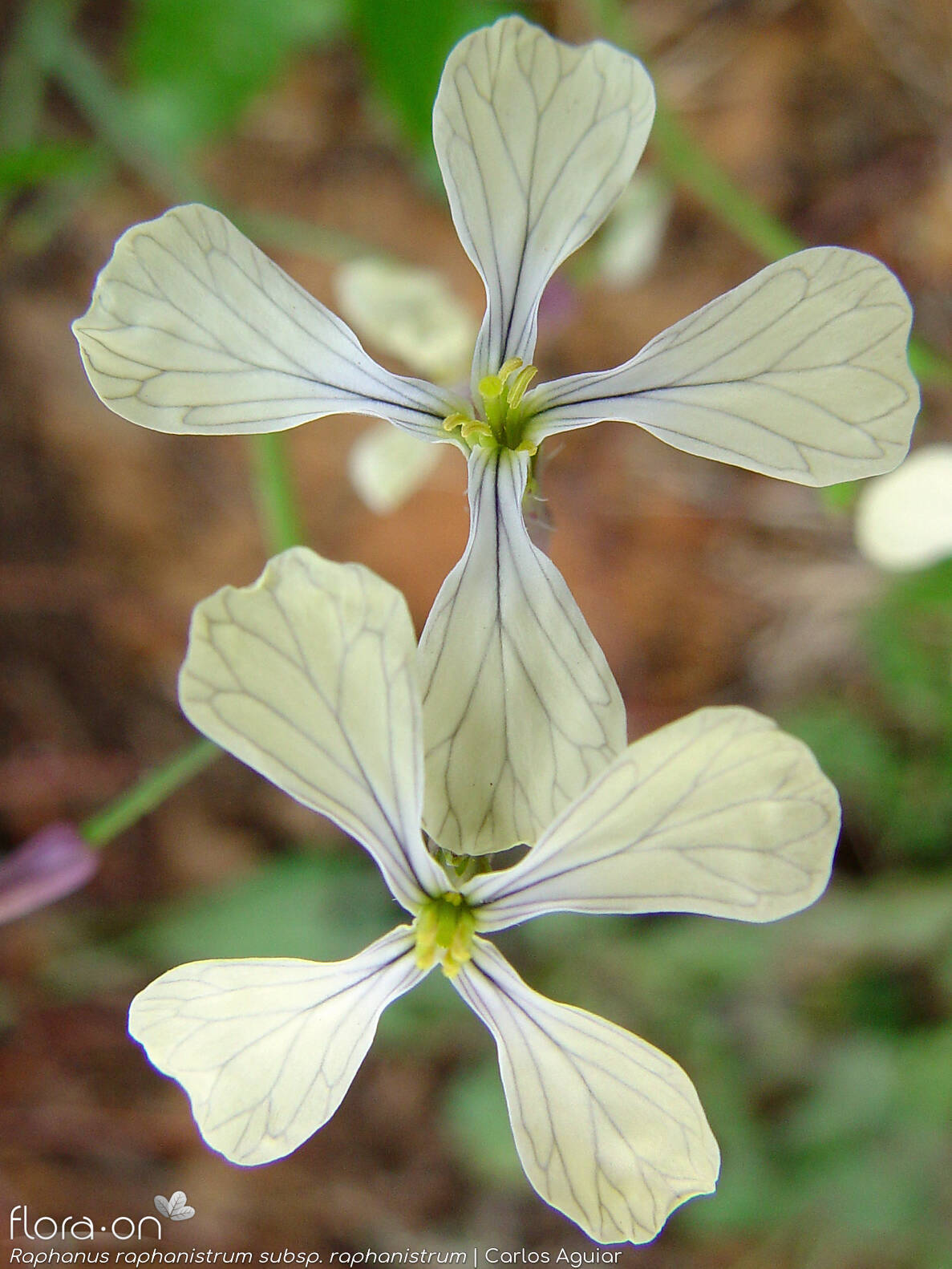 Raphanus raphanistrum raphanistrum - Flor (close-up) | Carlos Aguiar; CC BY-NC 4.0