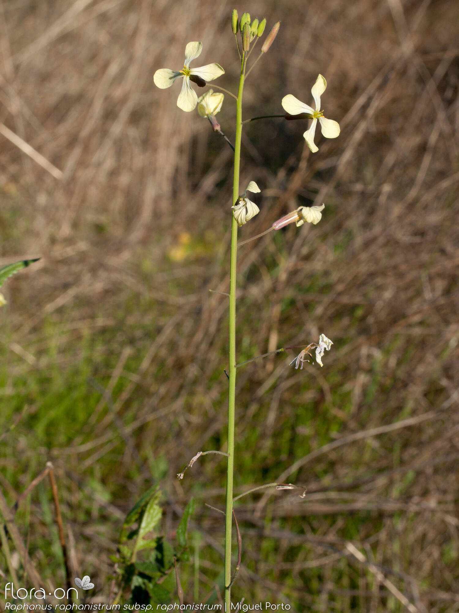 Raphanus raphanistrum raphanistrum - Flor (geral) | Miguel Porto; CC BY-NC 4.0