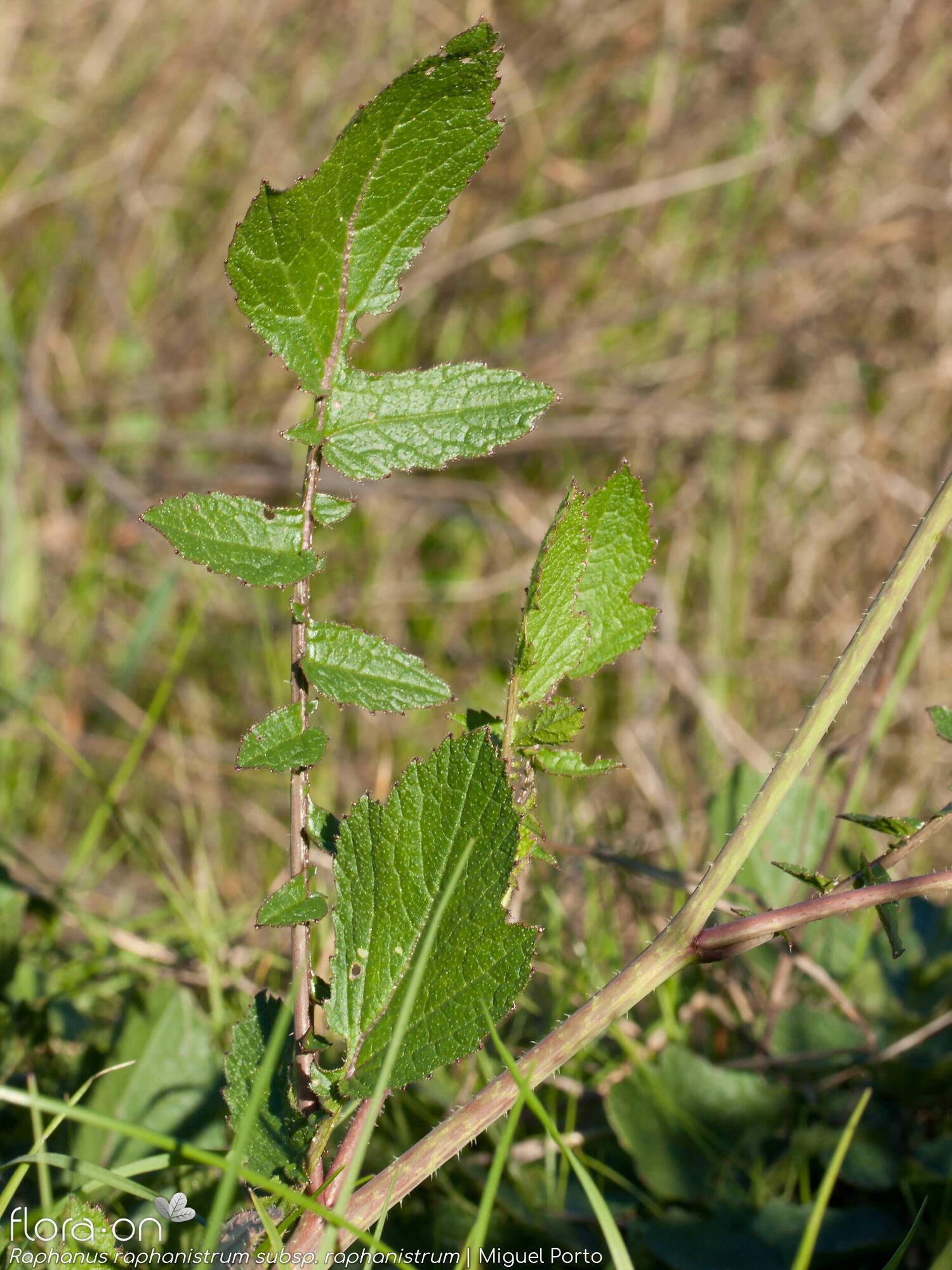 Raphanus raphanistrum raphanistrum - Folha | Miguel Porto; CC BY-NC 4.0