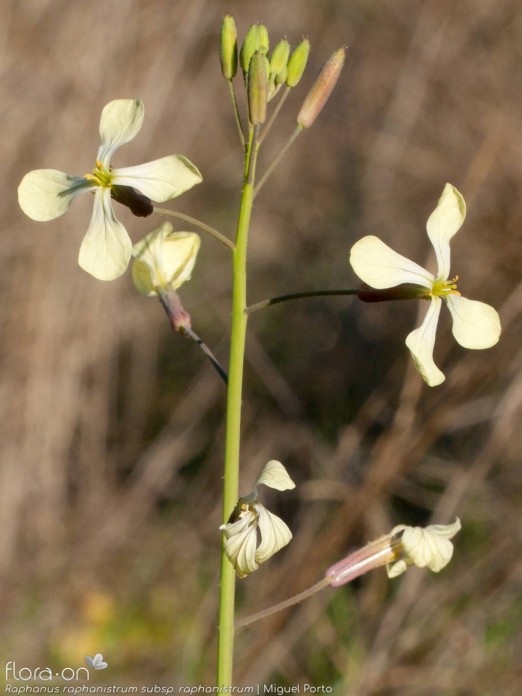 Raphanus raphanistrum raphanistrum - Flor (geral) | Miguel Porto; CC BY-NC 4.0