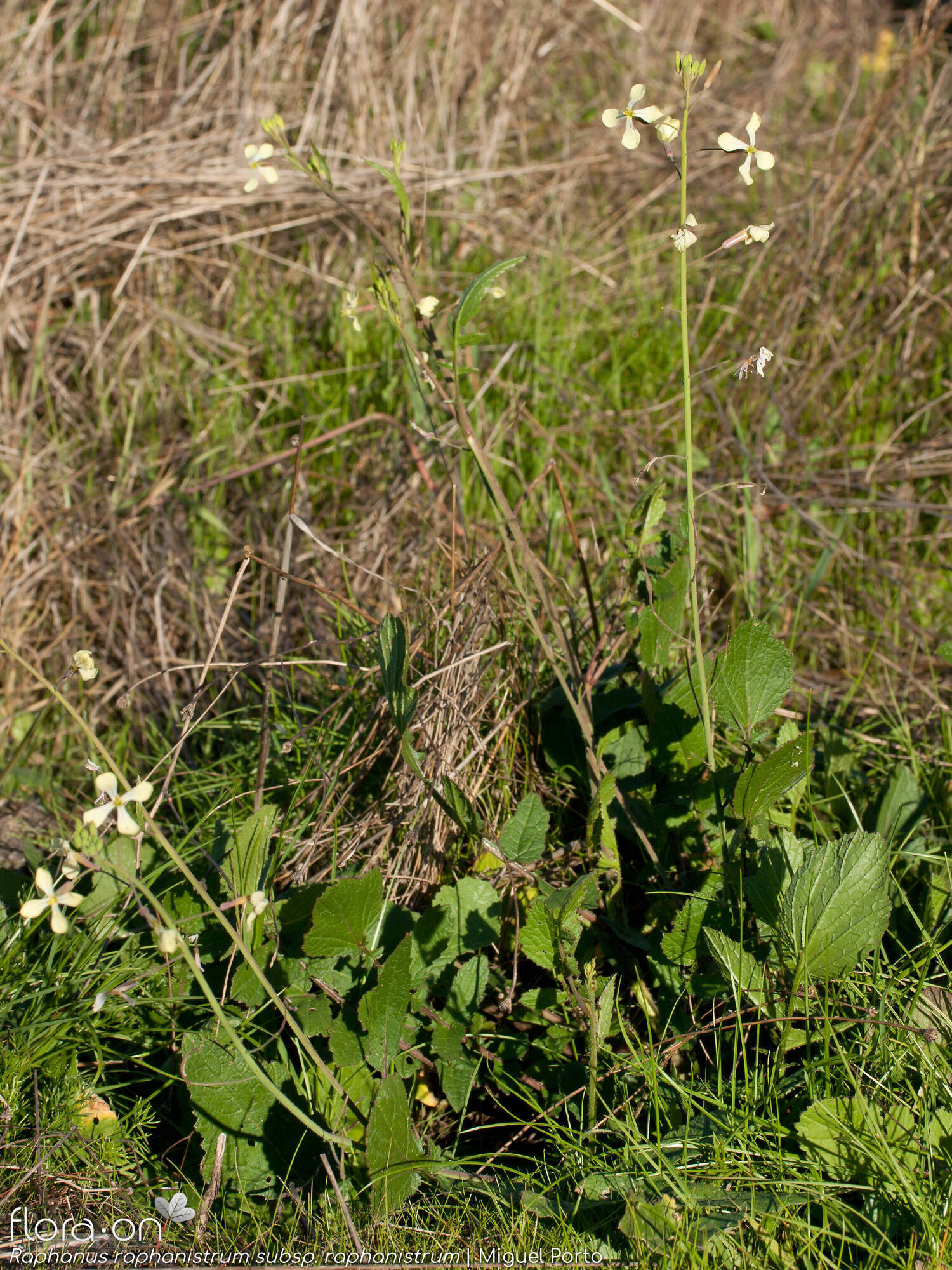 Raphanus raphanistrum raphanistrum - Hábito | Miguel Porto; CC BY-NC 4.0
