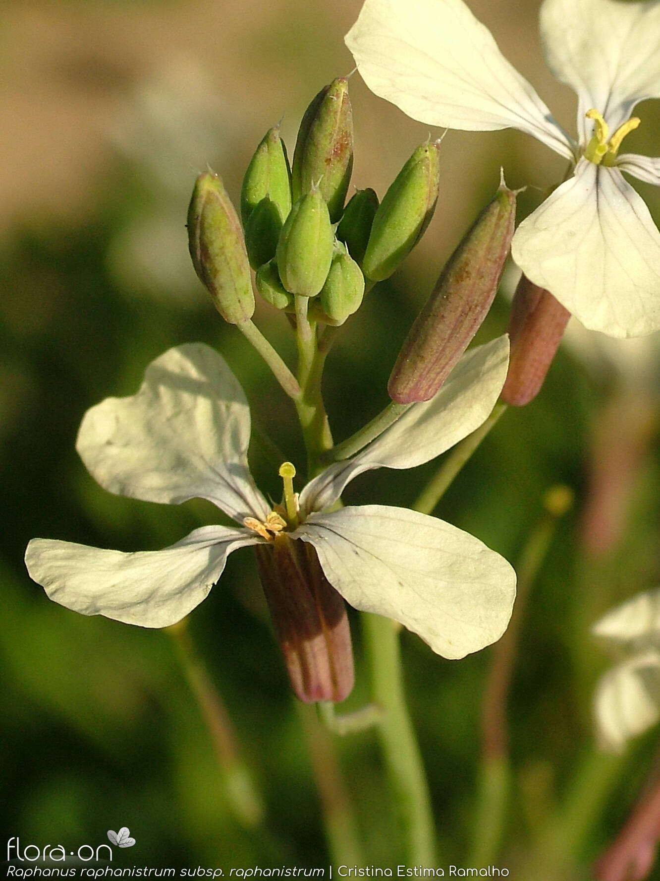 Raphanus raphanistrum raphanistrum - Flor (close-up) | Cristina Estima Ramalho; CC BY-NC 4.0