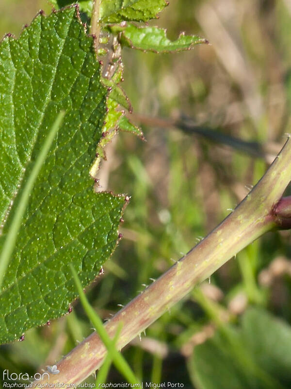 Raphanus raphanistrum raphanistrum - Caule | Miguel Porto; CC BY-NC 4.0