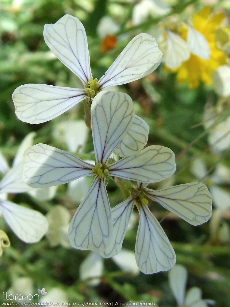 Raphanus raphanistrum raphanistrum - Flor (close-up) | Ana Júlia Pereira; CC BY-NC 4.0
