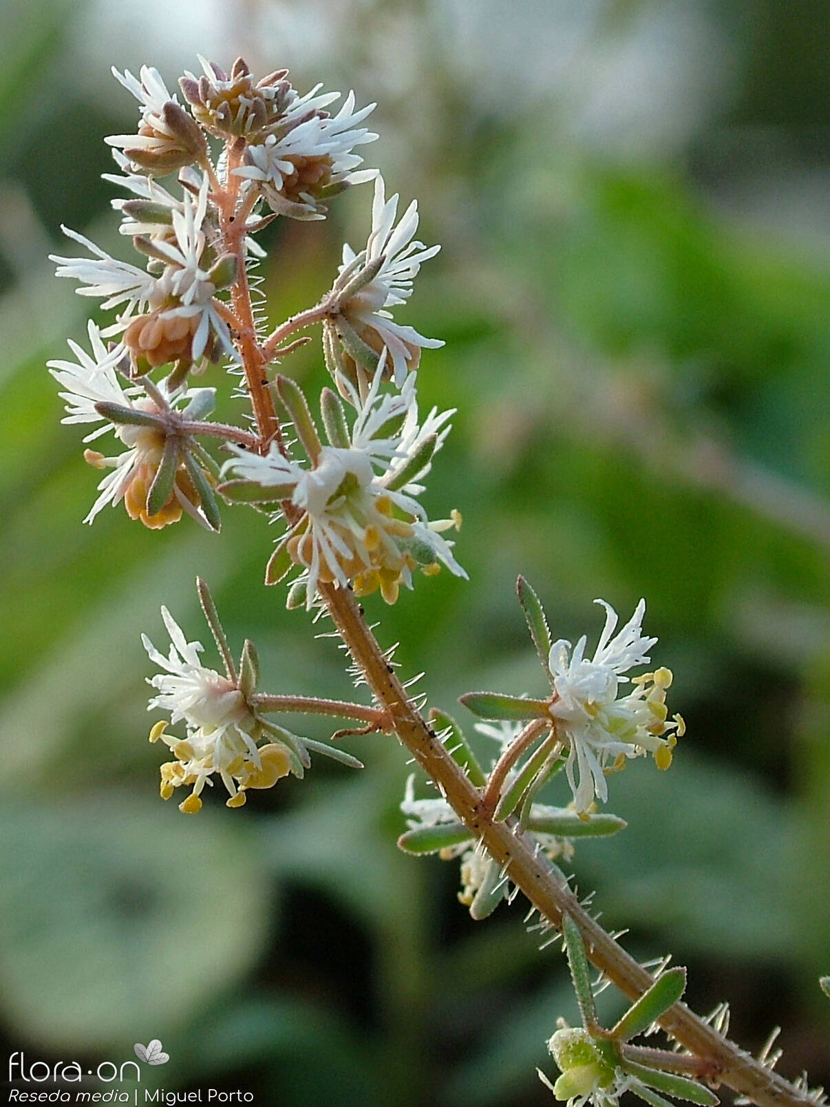 Resedaceae