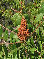 Rhus coriaria
