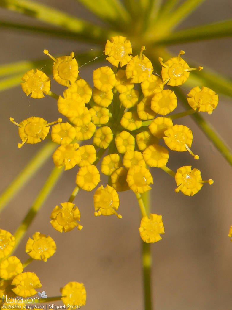 Ridolfia segetum - Flor (close-up) | Miguel Porto; CC BY-NC 4.0