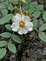 Rosa mandonii