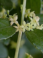 Rubia fruticosa
