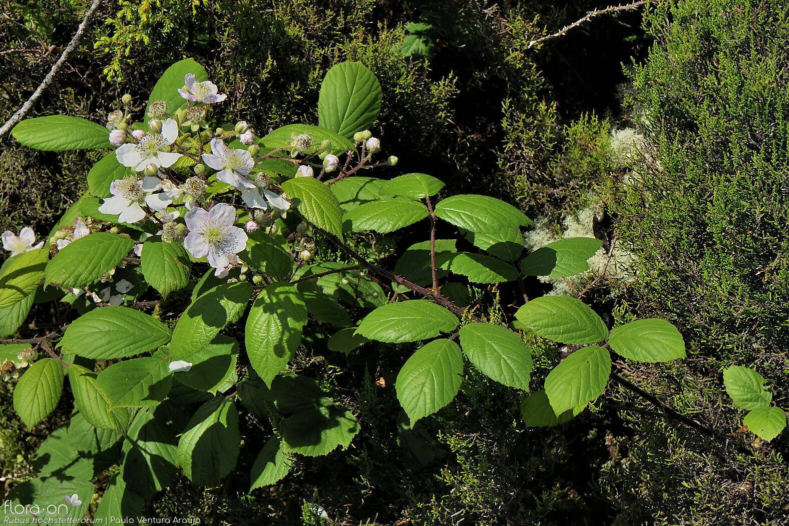 Rubus hochstetterorum -  | Paulo Ventura Araújo; CC BY-NC 4.0
