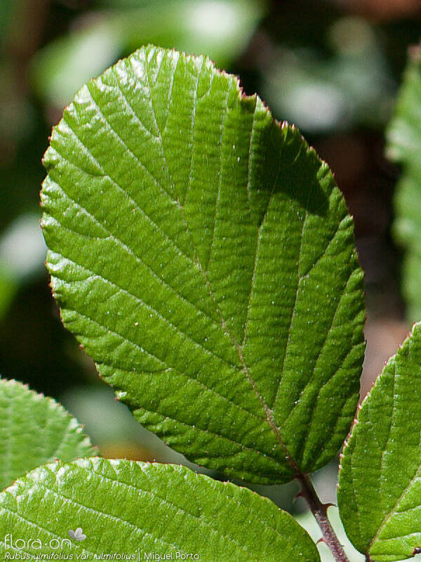 Rubus ulmifolius ulmifolius - Folha | Miguel Porto; CC BY-NC 4.0