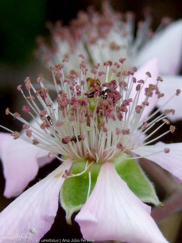 Rubus ulmifolius ulmifolius - Estruturas reprodutoras | Ana Júlia Pereira; CC BY-NC 4.0
