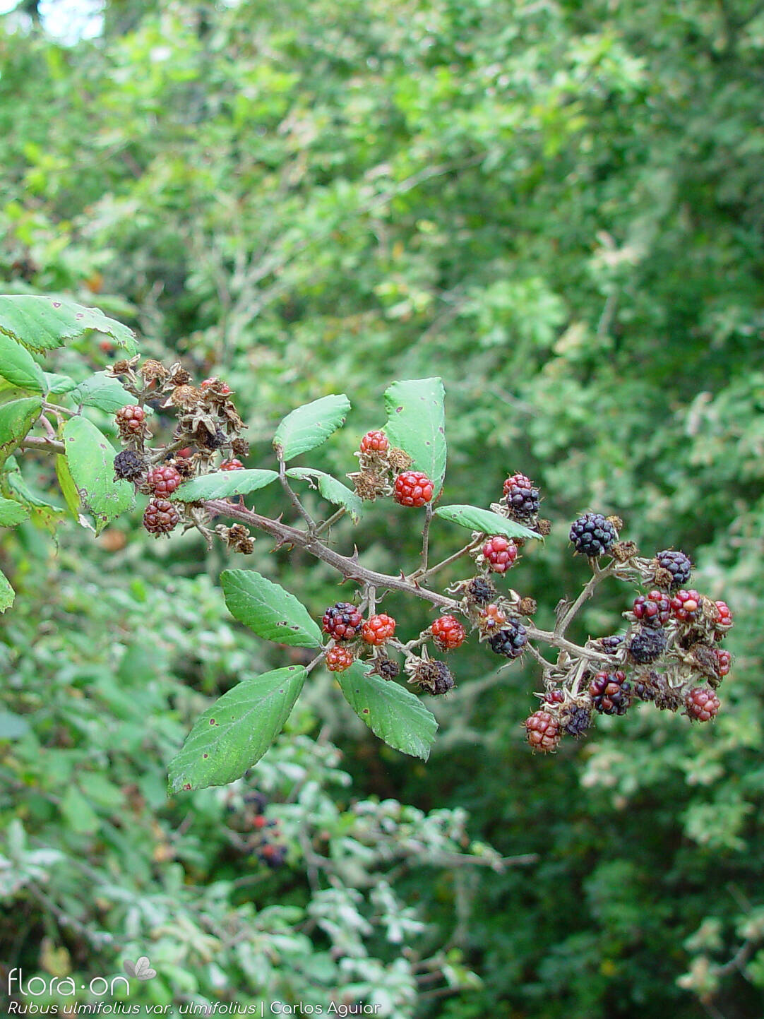 Rubus ulmifolius ulmifolius - Fruto | Carlos Aguiar; CC BY-NC 4.0