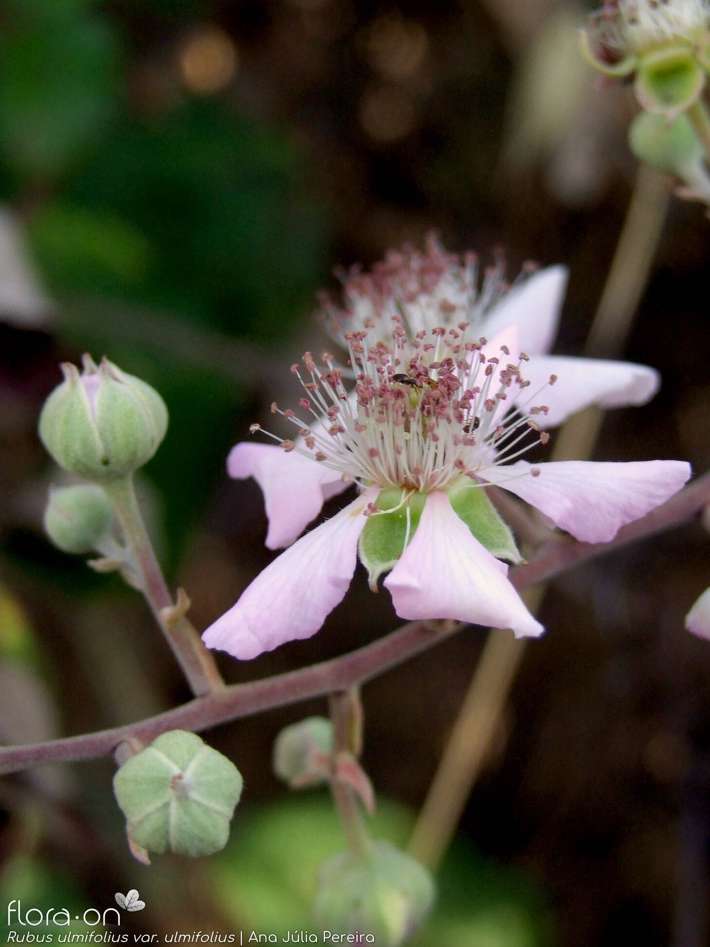 Rubus ulmifolius ulmifolius - Flor (close-up) | Ana Júlia Pereira; CC BY-NC 4.0