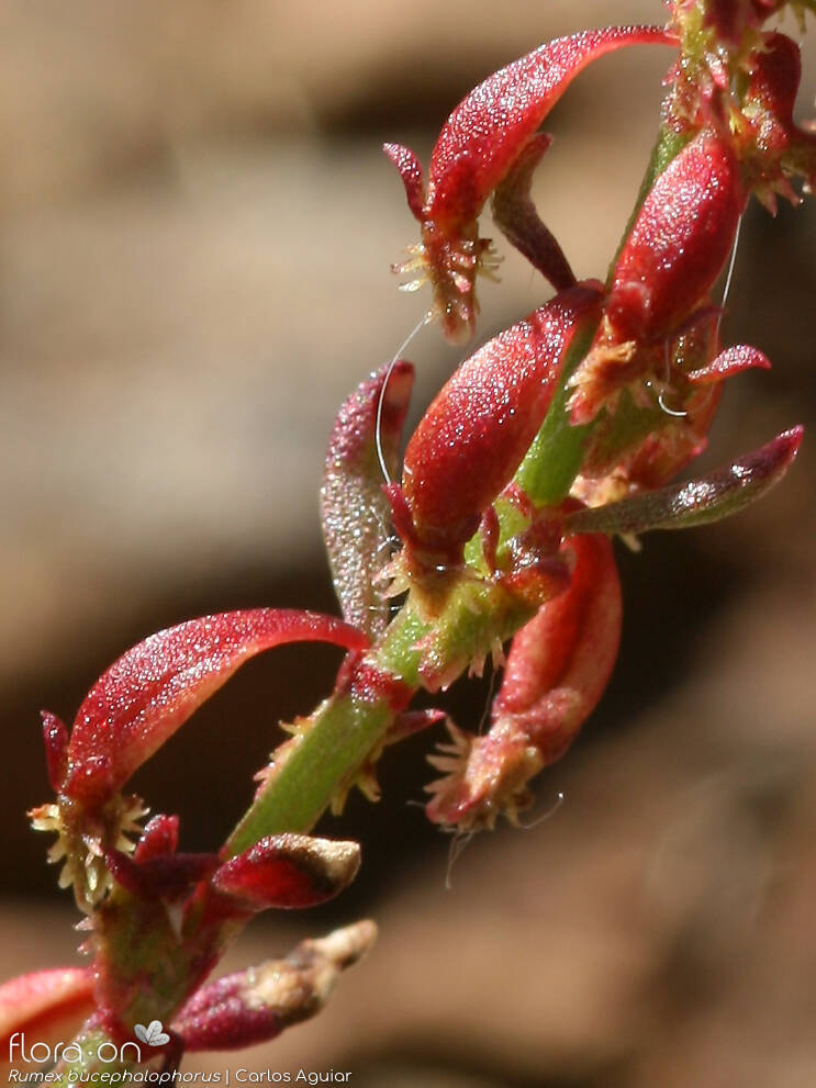 Rumex bucephalophorus - Flor (close-up) | Carlos Aguiar; CC BY-NC 4.0