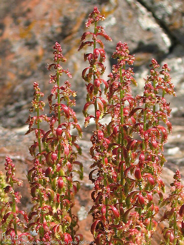 Rumex bucephalophorus - Flor (geral) | Patrícia Pinto da Silva; CC BY-NC 4.0