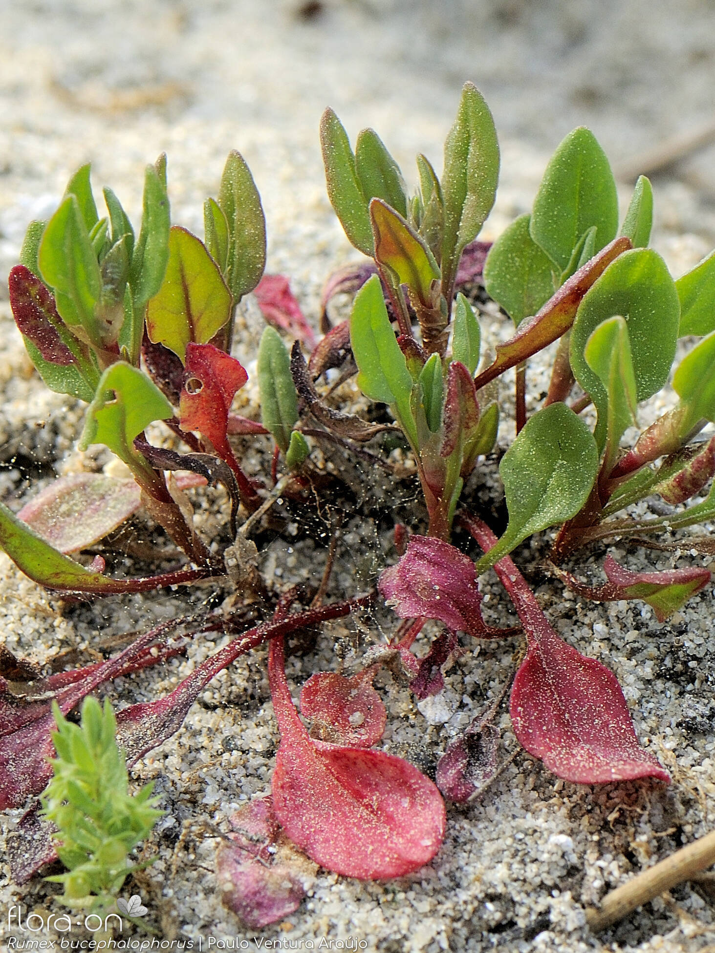 Rumex bucephalophorus - Hábito | Paulo Ventura Araújo; CC BY-NC 4.0