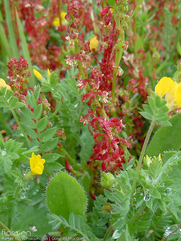 Rumex bucephalophorus - Hábito | Gonçalo Marques; CC BY-NC 4.0