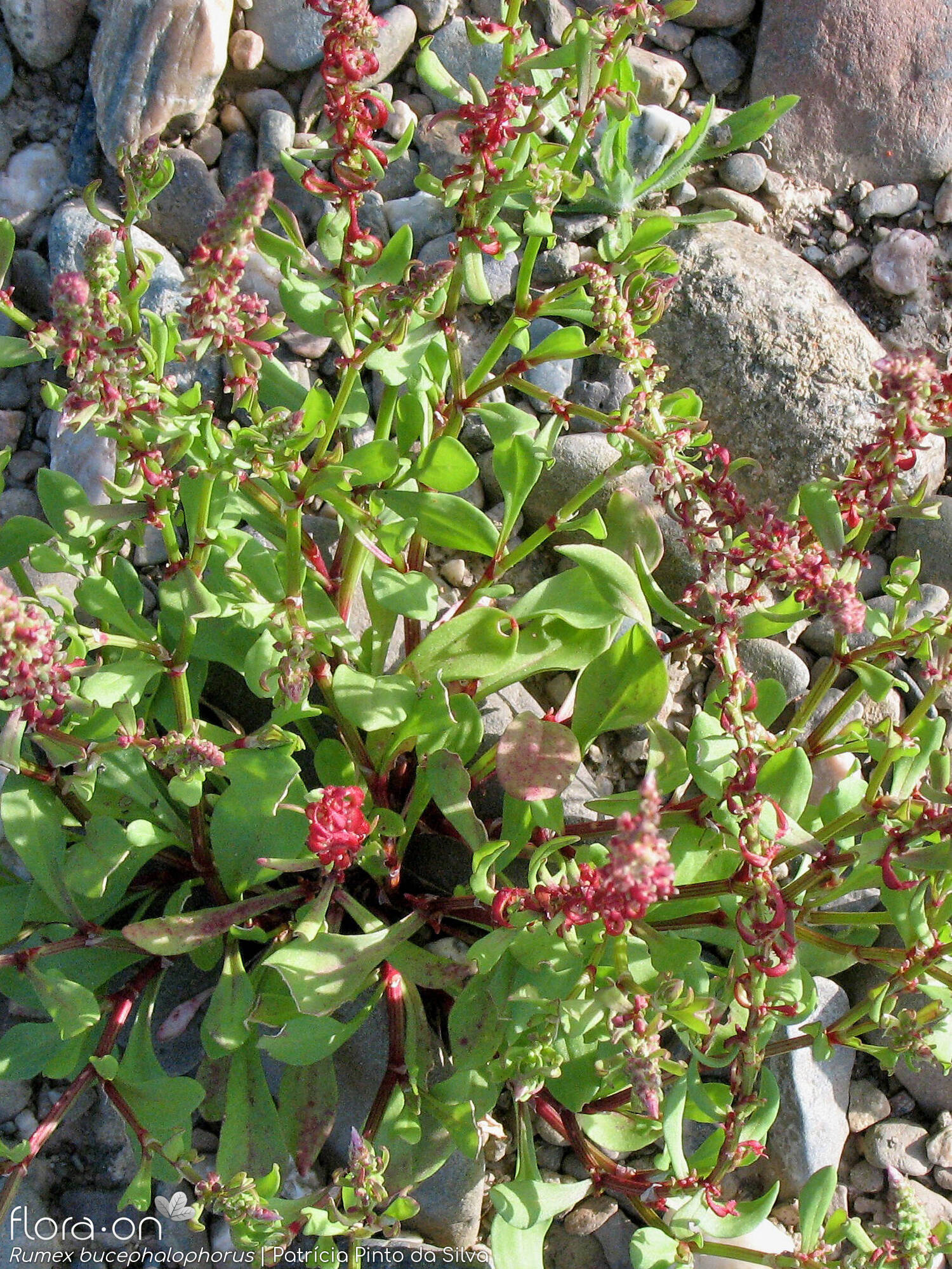 Rumex bucephalophorus - Hábito | Patrícia Pinto da Silva; CC BY-NC 4.0