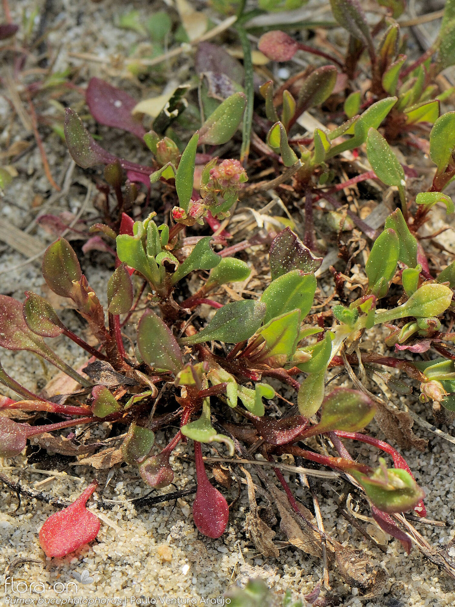 Rumex bucephalophorus - Hábito | Paulo Ventura Araújo; CC BY-NC 4.0