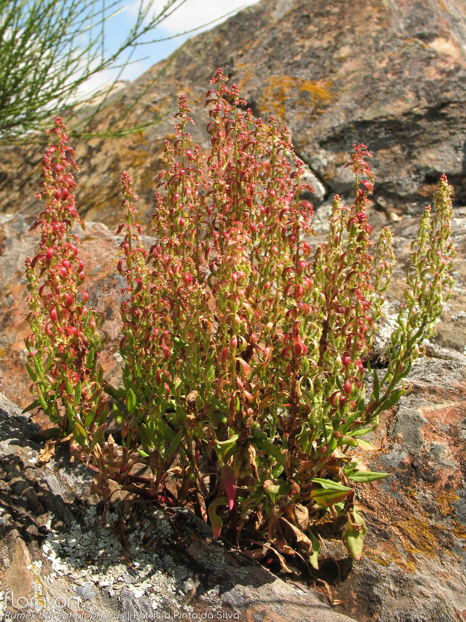 Rumex bucephalophorus - Hábito | Patrícia Pinto da Silva; CC BY-NC 4.0