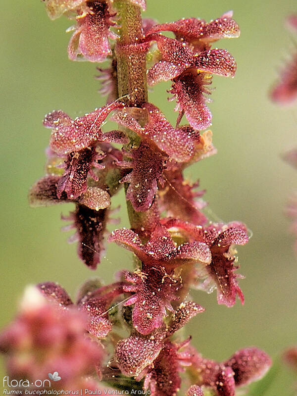 Rumex bucephalophorus - Fruto | Paulo Ventura Araújo; CC BY-NC 4.0