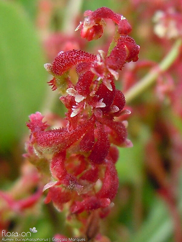 Rumex bucephalophorus - Flor (close-up) | Gonçalo Marques; CC BY-NC 4.0