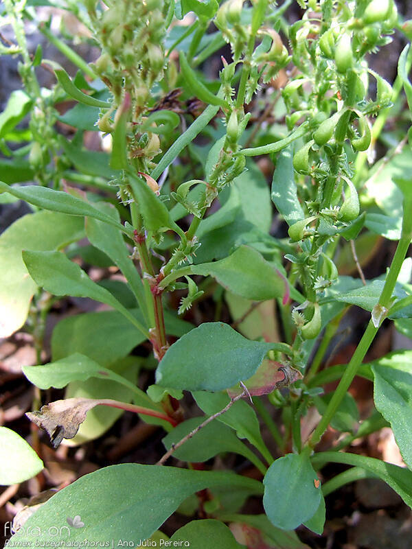 Rumex bucephalophorus - Folha (geral) | Ana Júlia Pereira; CC BY-NC 4.0