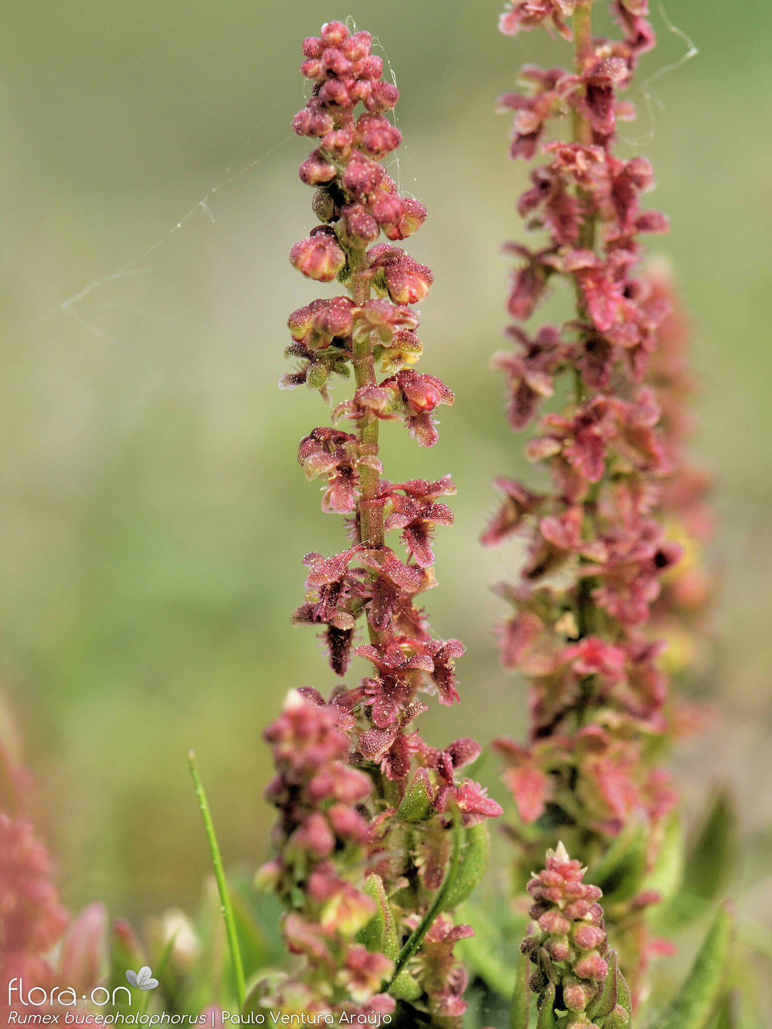 Rumex bucephalophorus - Flor (geral) | Paulo Ventura Araújo; CC BY-NC 4.0