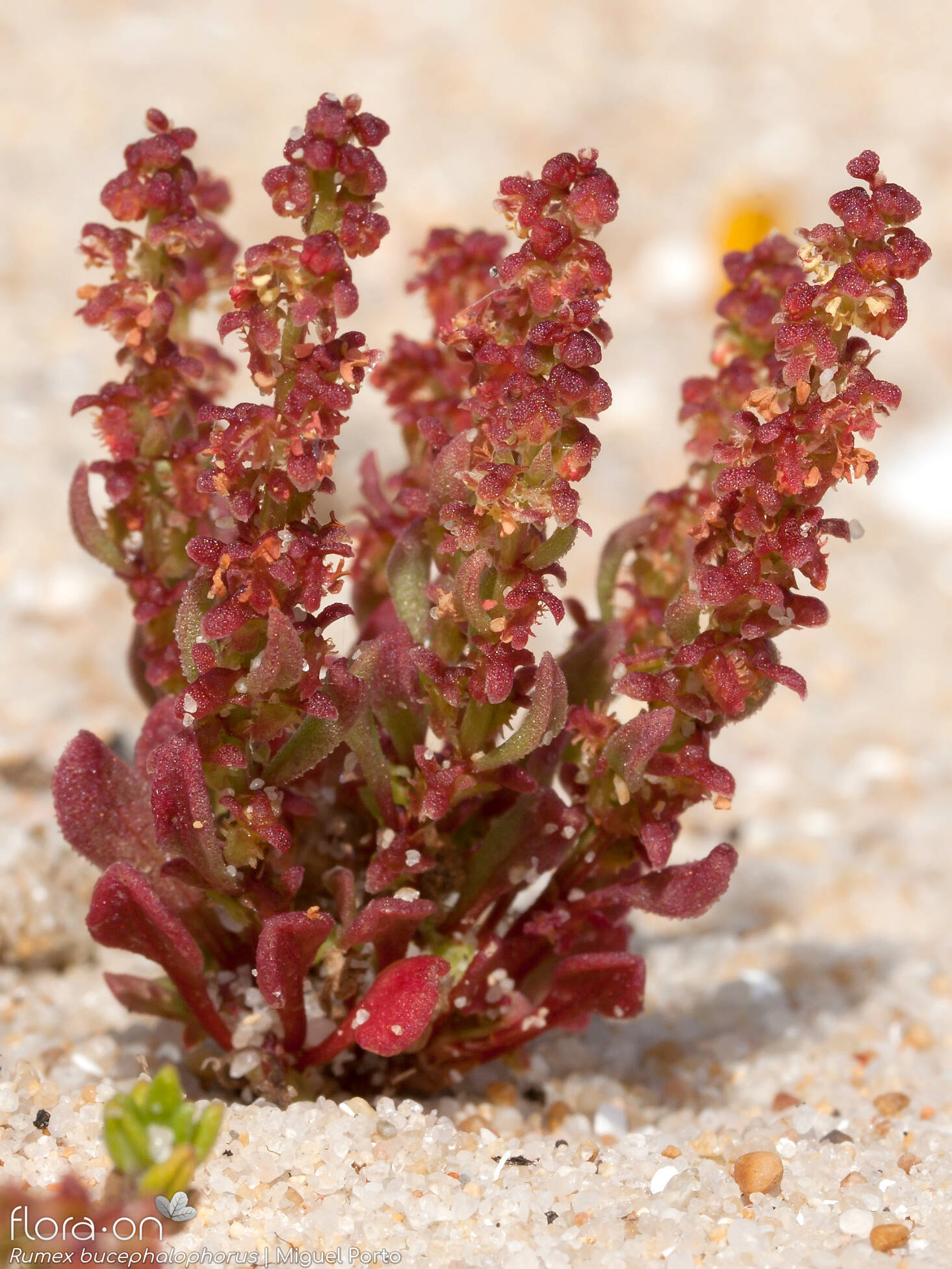 Rumex bucephalophorus - Hábito | Miguel Porto; CC BY-NC 4.0