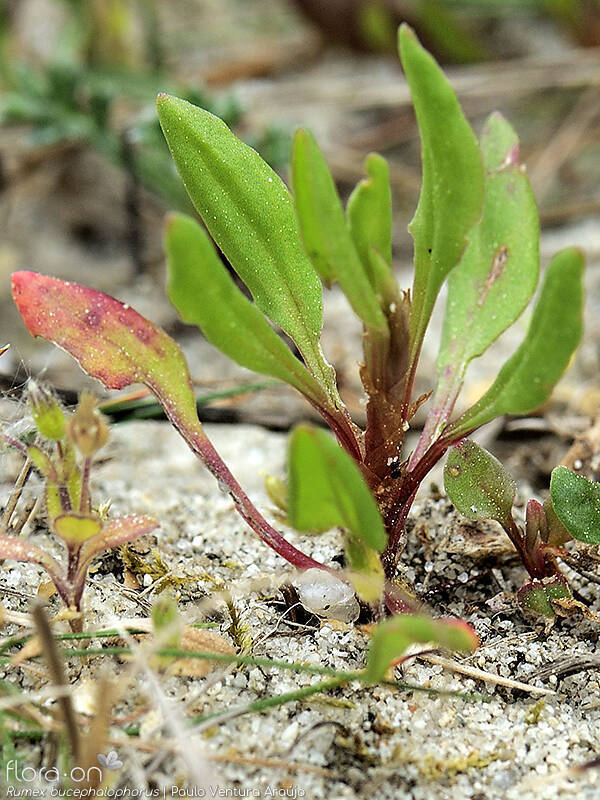 Rumex bucephalophorus - Folha (geral) | Paulo Ventura Araújo; CC BY-NC 4.0