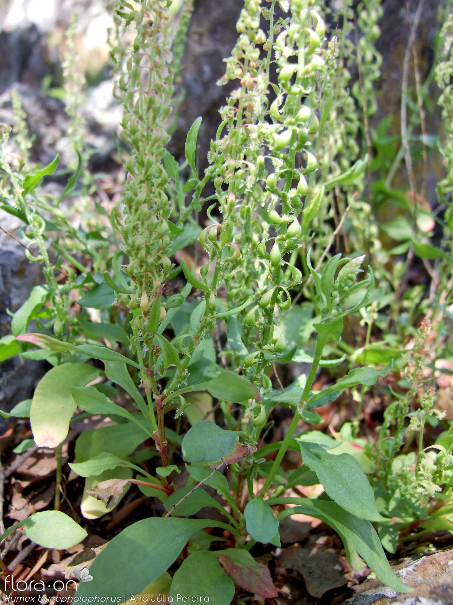 Rumex bucephalophorus - Hábito | Ana Júlia Pereira; CC BY-NC 4.0