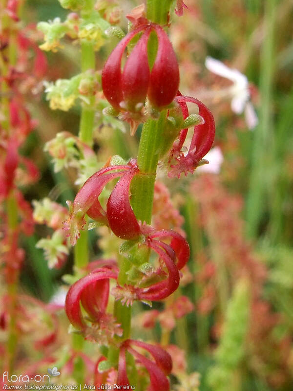 Rumex bucephalophorus - Flor (close-up) | Ana Júlia Pereira; CC BY-NC 4.0