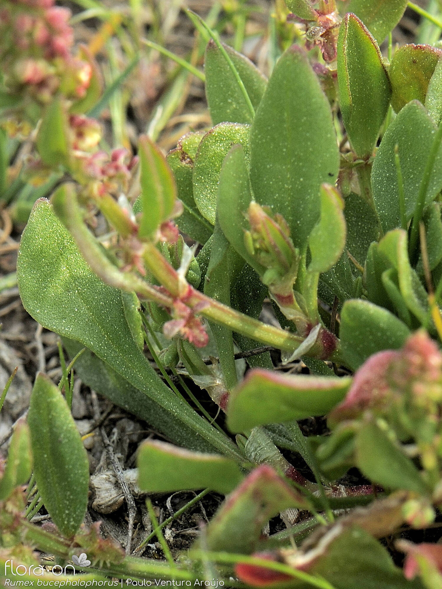 Rumex bucephalophorus - Folha | Paulo Ventura Araújo; CC BY-NC 4.0