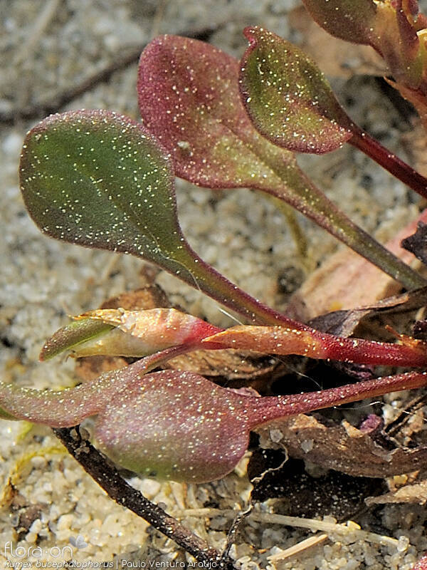 Rumex bucephalophorus - Folha | Paulo Ventura Araújo; CC BY-NC 4.0