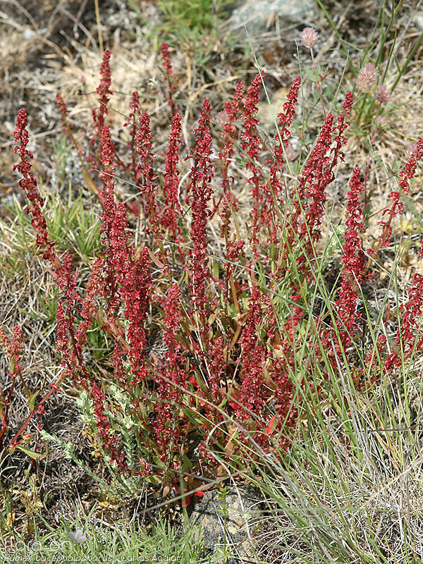 Rumex bucephalophorus - Hábito | Carlos Aguiar; CC BY-NC 4.0