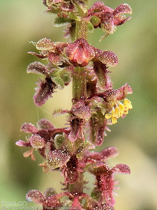 Rumex bucephalophorus - Flor (close-up) | Paulo Ventura Araújo; CC BY-NC 4.0