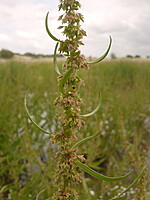 Rumex palustris