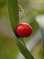 Ruscus streptophyllus
