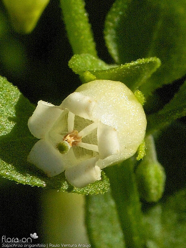 Salpichroa origanifolia - Flor (close-up) | Paulo Ventura Araújo; CC BY-NC 4.0