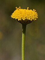 Santolina rosmarinifolia