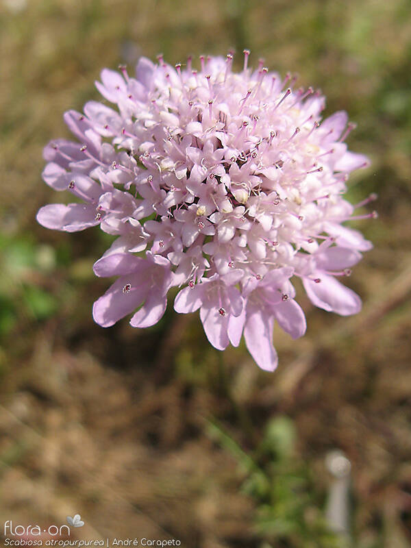 Scabiosa atropurpurea - Flor (geral) | André Carapeto; CC BY-NC 4.0