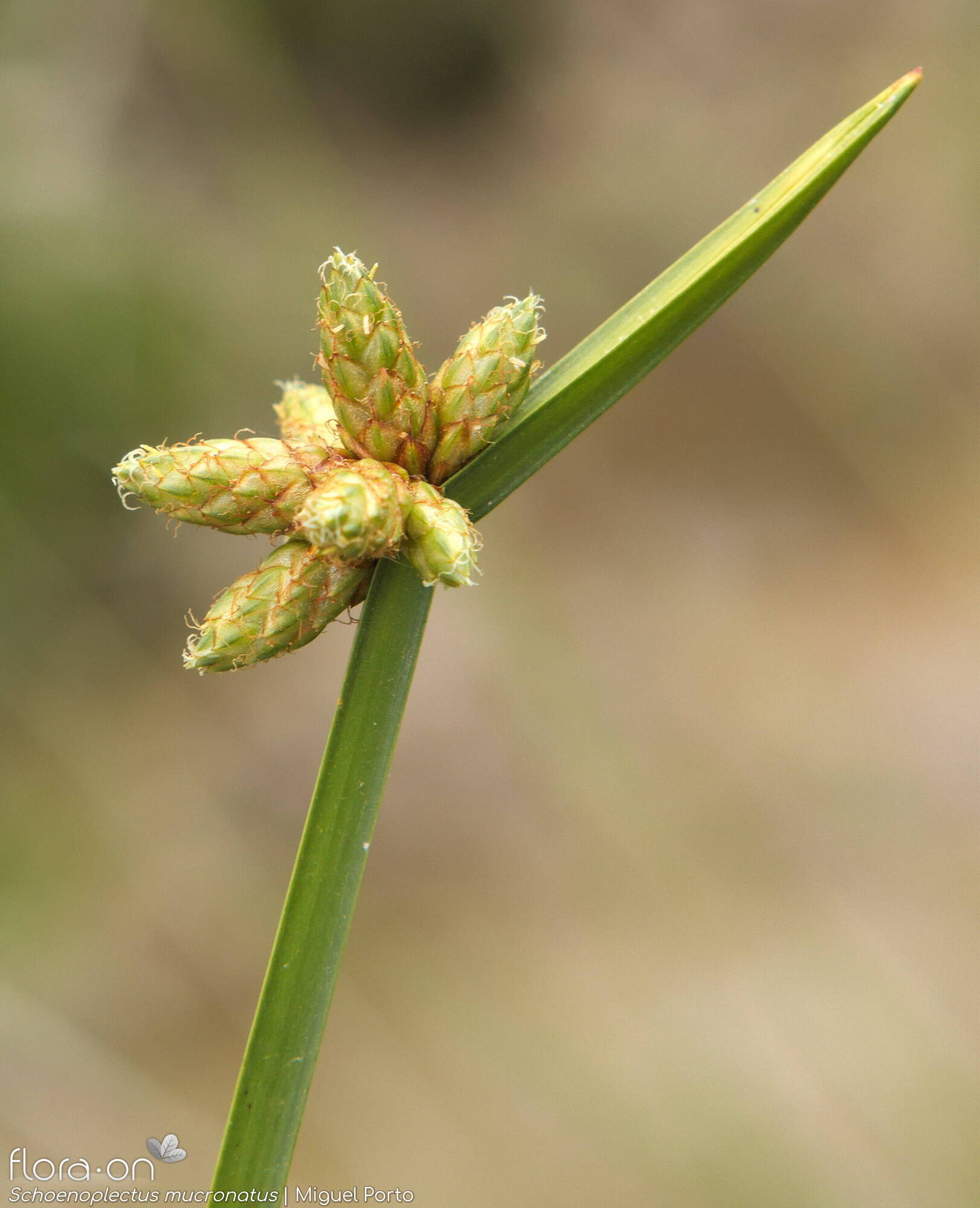 Schoenoplectus mucronatus - Flor (geral) | Miguel Porto; CC BY-NC 4.0
