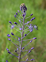 Scilla hyacinthoides
