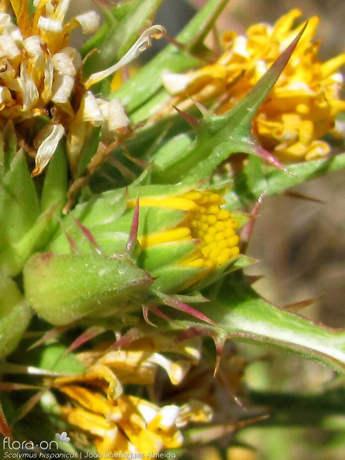 Scolymus hispanicus - Flor (close-up) | João Domingues Almeida; CC BY-NC 4.0