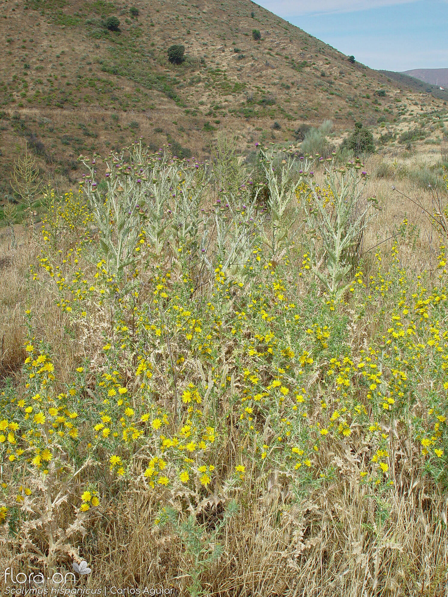 Scolymus hispanicus - Habitat | Carlos Aguiar; CC BY-NC 4.0